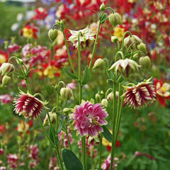 Flower Seed Variety Pack - 30 Different Varieties of Flower Seeds to Grow Your Own. Butterfly and Bee Attracting, Grow Indoor and Outdoor. Mother'S Day Gifts for Women and Men.