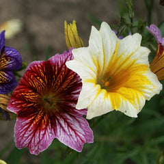 Flower Seed Variety Pack - 30 Different Varieties of Flower Seeds to Grow Your Own. Butterfly and Bee Attracting, Grow Indoor and Outdoor. Mother'S Day Gifts for Women and Men.